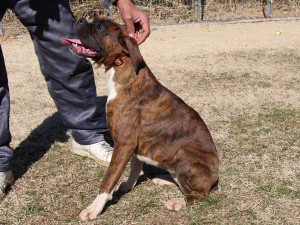 ボクサー子犬販売情報、千葉県ブリーダー、女の子（メス）、ブリンドル、2014年6月27日生れ、ID8242