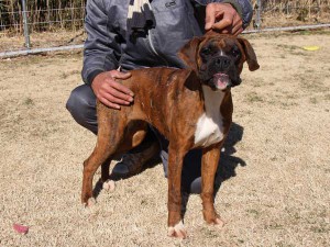 ボクサー子犬販売情報、千葉県ブリーダー、女の子（メス）、ブリンドル、2014年6月27日生れ、ID8243