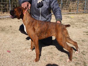 ボクサー子犬販売情報、千葉県ブリーダー、女の子（メス）、ブリンドル、2014年6月27日生れ、ID8243