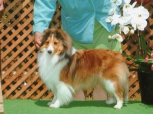 シェットランド・シープドッグ（シェルティー、シェルティ）子犬販売。セーブル＆ホワイト、フルカラー、女の子（メス）、2015年1月26日生れ、神奈川県ブリーダー。ID8283