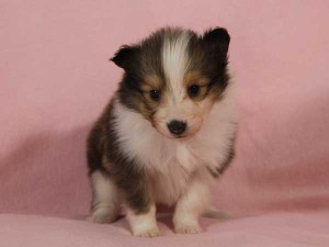 シェットランド・シープドッグ（シェルティー、シェルティ）子犬販売。セーブル＆ホワイト、フルカラー、女の子（メス）、2015年1月23日生れ、神奈川県ブリーダー。ID8282