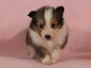 シェットランド・シープドッグ（シェルティー、シェルティ）子犬販売。セーブル＆ホワイト、フルカラー、女の子（メス）、2015年1月23日生れ、神奈川県ブリーダー。ID8282