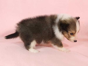 シェットランド・シープドッグ（シェルティー、シェルティ）子犬販売。セーブル＆ホワイト、フルカラー、女の子（メス）、2015年1月23日生れ、神奈川県ブリーダー。ID8282