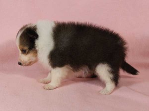 シェットランド・シープドッグ（シェルティー、シェルティ）子犬販売。セーブル＆ホワイト、フルカラー、女の子（メス）、2015年1月23日生れ、神奈川県ブリーダー。ID8282