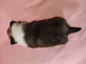 シェットランド・シープドッグ（シェルティー、シェルティ）子犬販売。セーブル＆ホワイト、フルカラー、女の子（メス）、2015年1月23日生れ、神奈川県ブリーダー。ID8282
