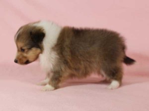 シェットランド・シープドッグ（シェルティー、シェルティ）子犬販売。セーブル＆ホワイト、フルカラー、女の子（メス）、2015年1月26日生れ、神奈川県ブリーダー。ID8283