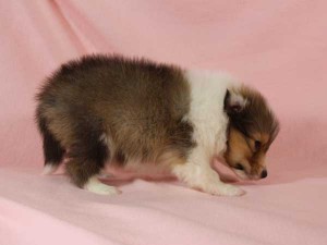 シェットランド・シープドッグ（シェルティー、シェルティ）子犬販売。セーブル＆ホワイト、フルカラー、男の子（オス）、2015年1月26日生れ、神奈川県ブリーダー。ID8163