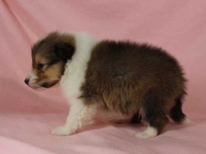 シェットランド・シープドッグ（シェルティー、シェルティ）子犬販売。セーブル＆ホワイト、フルカラー、男の子（オス）、2015年1月26日生れ、神奈川県ブリーダー。ID8163