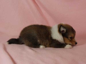 シェットランド・シープドッグ（シェルティー、シェルティ）子犬販売。セーブル＆ホワイト、フルカラー、男の子（オス）、2015年1月26日生れ、神奈川県ブリーダー。ID8161