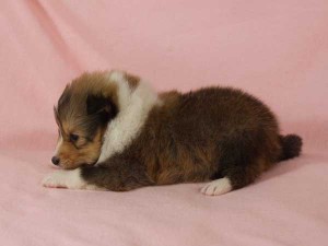 シェットランド・シープドッグ（シェルティー、シェルティ）子犬販売。セーブル＆ホワイト、フルカラー、男の子（オス）、2015年1月26日生れ、神奈川県ブリーダー。ID8161