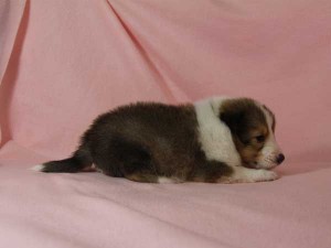 シェットランド・シープドッグ（シェルティー、シェルティ）子犬販売。 セーブル＆ホワイト、フルカラー、女の子（メス）、2015年1月26日生れ、神奈川県ブリーダー。ID8160