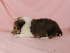 シェットランド・シープドッグ（シェルティー、シェルティ）子犬販売。 セーブル＆ホワイト、フルカラー、女の子（メス）、2015年1月26日生れ、神奈川県ブリーダー。ID8160