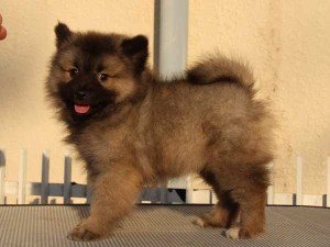 キースホンド子犬販売情報。ウルフグレー、女の子（メス）、2015年1月26日生れ、東京都ブリーダー。ID8378
