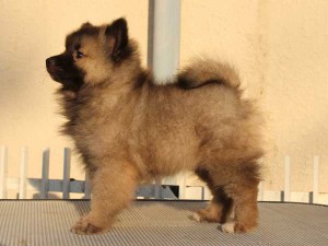キースホンド子犬販売情報。ウルフグレー、女の子（メス）、2015年1月26日生れ、東京都ブリーダー。ID8378