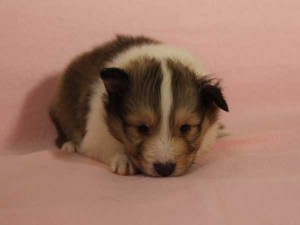 シェットランドシープドッグ子犬販売情報、セーブル＆ホワイト、男の子（オス）、2015年3月10日生れ、フルカラー、ブレーズ有り、神奈川県ブリーダー、ID8401