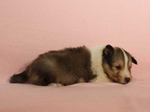 シェットランドシープドッグ子犬販売情報、セーブル＆ホワイト、男の子（オス）、2015年3月10日生れ、フルカラー、ブレーズ有り、神奈川県ブリーダー、ID8401