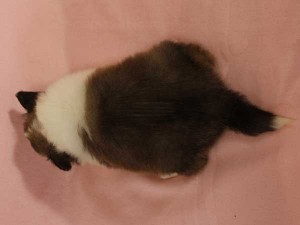 シェットランドシープドッグ子犬販売情報、セーブル＆ホワイト、男の子（オス）、2015年3月10日生れ、フルカラー、ブレーズ有り、神奈川県ブリーダー、ID8401