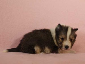 シェットランドシープドッグ（シェルティー、シェルティ）子犬販売情報、セーブル＆ホワイト、男の子（オス）、2015年3月10日生れ、フルカラー、ブレーズ有り、神奈川県ブリーダー、ID8402