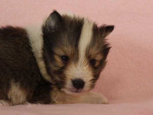 シェットランドシープドッグ（シェルティー、シェルティ）子犬販売情報、セーブル＆ホワイト、男の子（オス）、2015年3月10日生れ、フルカラー、ブレーズ有り、神奈川県ブリーダー、ID8402