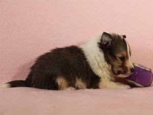 シェットランドシープドッグ（シェルティー、シェルティ）子犬販売情報、セーブル＆ホワイト、男の子（オス）、2015年3月10日生れ、フルカラー、ブレーズ有り、神奈川県ブリーダー、ID8402