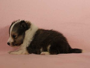 シェットランドシープドッグ（シェルティー、シェルティ）子犬販売情報、セーブル＆ホワイト、男の子（オス）、2015年3月10日生れ、フルカラー、ブレーズ有り、神奈川県ブリーダー、ID8402