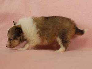 シェットランドシープドッグ（シェルティー）子犬販売情報、セーブル＆ホワイト、男の子（オス）、2015年3月10日生れ、フルカラー、ブレーズ有り、神奈川県ブリーダー、ID8403