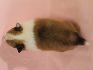 シェットランドシープドッグ（シェルティー）子犬販売情報、セーブル＆ホワイト、男の子（オス）、2015年3月10日生れ、フルカラー、ブレーズ有り、神奈川県ブリーダー、ID8403