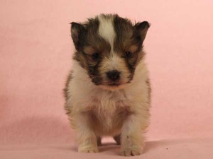 シェットランドシープドッグ（シェルティー、シェルティ）子犬販売情報、セーブル＆ホワイト、男の子（オス）、2015年3月10日生れ、フルカラー、ブレーズ有り、神奈川県ブリーダー、ID8404