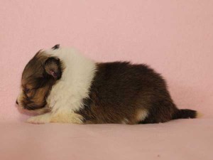 シェットランドシープドッグ（シェルティー、シェルティ）子犬販売情報、セーブル＆ホワイト、男の子（オス）、2015年3月10日生れ、フルカラー、ブレーズ有り、神奈川県ブリーダー、ID8404
