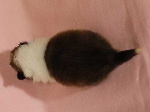 シェットランドシープドッグ（シェルティー、シェルティ）子犬販売情報、セーブル＆ホワイト、男の子（オス）、2015年3月10日生れ、フルカラー、ブレーズ有り、神奈川県ブリーダー、ID8404