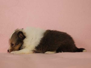 シェットランドシープドッグ（シェルティー、シェルティ）子犬販売情報、セーブル＆ホワイト、女の子（メス）、2015年3月10日生れ、フルカラー、ブレーズ有り、神奈川県ブリーダー、ID8405