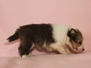 シェットランドシープドッグ（シェルティー、シェルティ）子犬販売情報、セーブル＆ホワイト、女の子（メス）、2015年3月10日生れ、フルカラー、ブレーズ有り、神奈川県ブリーダー、ID8405