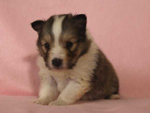 シェットランドシープドッグ（シェルティー、シェルティ）子犬販売情報、セーブル＆ホワイト、女の子（メス）、2015年3月10日生れ、フルカラー、ブレーズ有り、神奈川県ブリーダー、ID8406