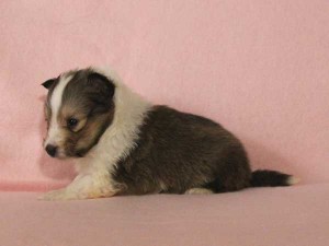 シェットランドシープドッグ（シェルティー、シェルティ）子犬販売情報、セーブル＆ホワイト、女の子（メス）、2015年3月10日生れ、フルカラー、ブレーズ有り、神奈川県ブリーダー、ID8406