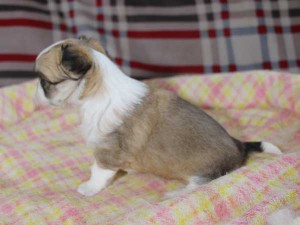 チワワロングコート子犬販売情報、レッド＆ホワイト、男の子（オス）、2015年3月23日生れ、東京都（23区）ブリーダー、ID8439。