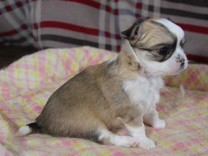 チワワロングコート子犬販売情報、レッド＆ホワイト、男の子（オス）、2015年3月23日生れ、東京都（23区）ブリーダー、ID8439。