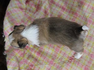 チワワロングコート子犬販売情報、レッド＆ホワイト、男の子（オス）、2015年3月23日生れ、東京都（23区）ブリーダー、ID8439。