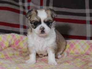 チワワロングコート子犬販売情報、レッド＆ホワイト、男の子（オス）、2015年3月23日生れ、東京都（23区）ブリーダー、ID8439。