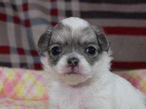 チワワロングコート子犬販売、グレー＆ホワイト、女の子（メス）、2015年3月23日生れ、東京都（23区）ブリーダー、ID8438