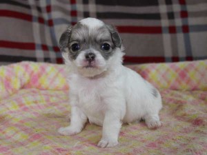 チワワロングコート子犬販売、グレー＆ホワイト、女の子（メス）、2015年3月23日生れ、東京都（23区）ブリーダー、ID8438