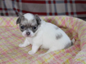 チワワロングコート子犬販売、グレー＆ホワイト、女の子（メス）、2015年3月23日生れ、東京都（23区）ブリーダー、ID8438