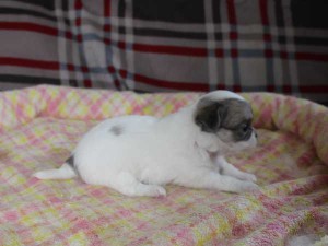 チワワロングコート子犬販売、グレー＆ホワイト、女の子（メス）、2015年3月23日生れ、東京都（23区）ブリーダー、ID8438