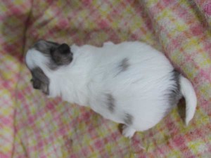 チワワロングコート子犬販売、グレー＆ホワイト、女の子（メス）、2015年3月23日生れ、東京都（23区）ブリーダー、ID8438