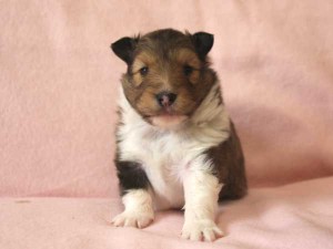 シェットランド・シープドッグ（シェルティー）子犬販売情報、セーブル＆ホワイト、男の子（オス）、2015年4月20日産まれ、フルカラー、ブレーズ無し、神奈川県ブリーダー、ID8507。