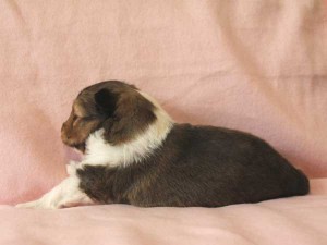 シェットランド・シープドッグ（シェルティー）子犬販売情報、セーブル＆ホワイト、男の子（オス）、2015年4月20日産まれ、フルカラー、ブレーズ無し、神奈川県ブリーダー、ID8507。