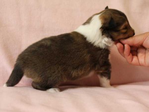 シェットランド・シープドッグ（シェルティー）子犬販売情報、セーブル＆ホワイト、男の子（オス）、2015年4月20日産まれ、フルカラー、ブレーズ無し、神奈川県ブリーダー、ID8507。
