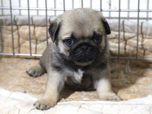 パグ子犬販売情報、フォーン、男の子（オス）、2015年5月7日生れ、千葉県ブリーダー、ID8670
