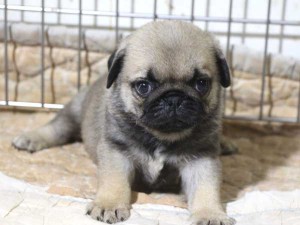 パグ子犬販売情報、フォーン、男の子（オス）、2015年5月7日生れ、千葉県ブリーダー、ID8670