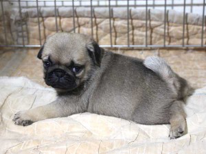 パグ子犬販売情報、フォーン、男の子（オス）、2015年5月7日生れ、千葉県ブリーダー、ID8670