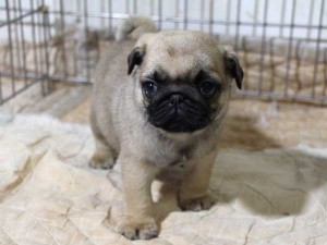 パグ子犬販売情報、フォーン、男の子（オス）、2015年5月7日生れ、千葉県ブリーダー、ID8672